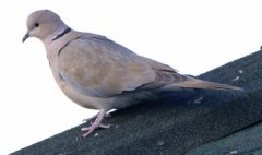 eurasian-collared-dove_fcnc_lah_3065-1