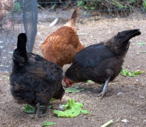 hens_blkforest-co_lah_8572