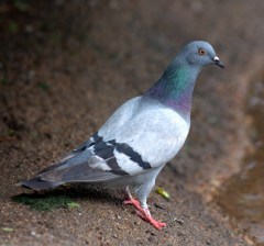 rock-pigeon_denverzoo_20090527_lah_1325