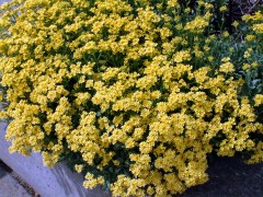 aurinia-saxatilis-basket-of-gold-dbg-lah-017