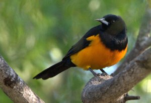 black-vented-oriole_bentsen-riograndesp-tx_lah_4829