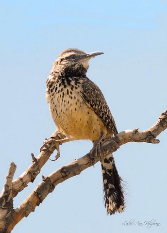 cactus-wren_desertmuseum-tucsonaz_20100512_lah_2422