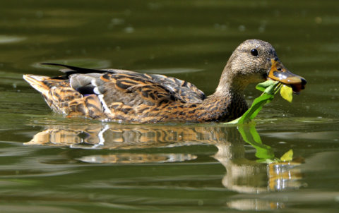 mallard_pueblocitypark-co_lah_6454