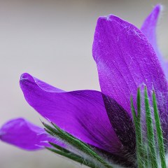 pulsatilla-vulgaris_1972