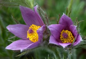 pulsatilla-vulgaris_pasque-flower_dbg_20100417_lah_2713