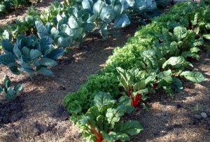 veggie-rows-dianapicchietti-monument-22july05-lah-025r