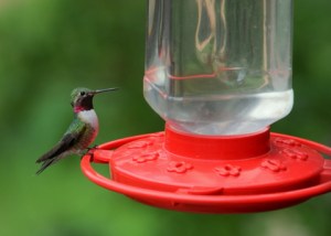 broadtail-hummingbird-home-lah-780