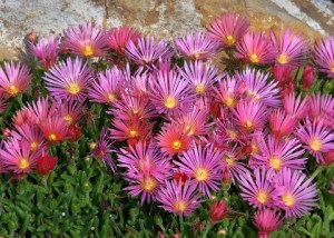 delosperma-kelaidis_mesa-verde-iceplant_xg-cospgsco_lah_9286-001