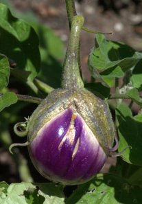 eggplant_dbg-co_lah_9256