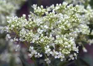 whitetop_fcnc-co_lah_0229