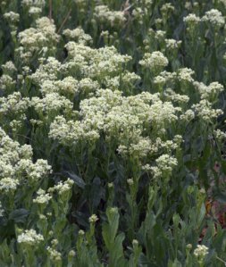 whitetop_fcnc-co_lah_0313