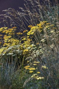 achillea_yarrow_dbg_lah_7629