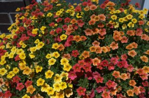 calibrachoa-_colospgs-co_lah_5043