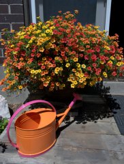 calibrachoa-in-container_colospgs-co_lah_5042