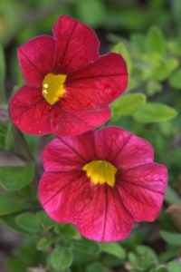 calibrachoa-million-bells_dbg_20090915_lah_0335nef