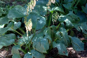 hail-damage-on-hostas_dbg_lah_7743