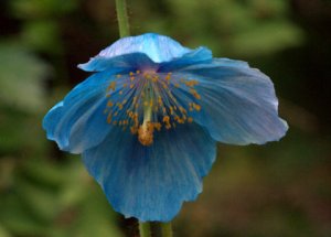 lakewoldgardens-wa_lah_0564