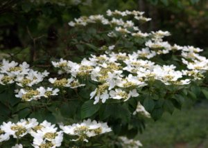 lakewoldgardens-wa_lah_0571