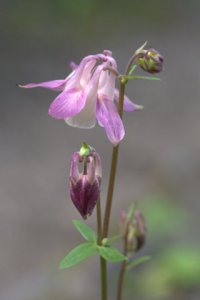 lakewoldgardens-wa_lah_0677