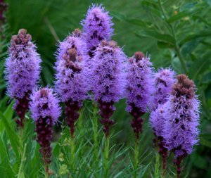 liatris_gayfeather_xg_colospgs-co_lah_5722