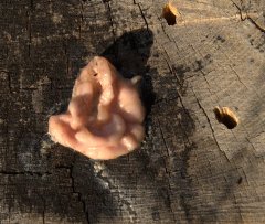 slime-mold_manitouexperimentalforest-co_lah_1830