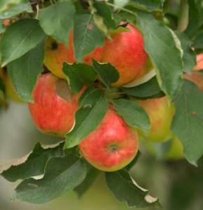 apples_browns-tacoma_20091016_lah_4005