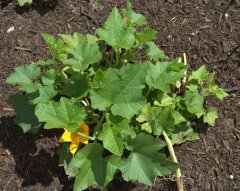 cucumber_dbg_lah_7674