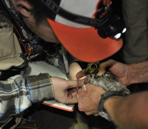 flammulated-owl_manitouexperimentalforest-co_lah_1867-1