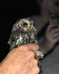 flammulated-owl_manitouexperimentalforest-co_lah_1868-1