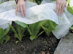 reemay-abundantlifeseeds-com