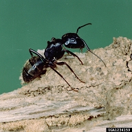 carpenter-ant-cclemson-u-usda-coop