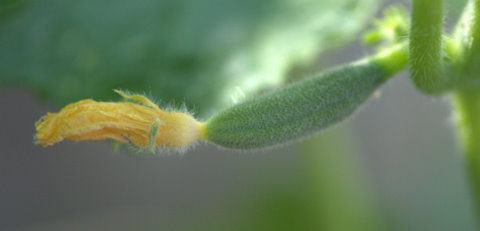 cucumber_blkforest_20090729_lah_7814