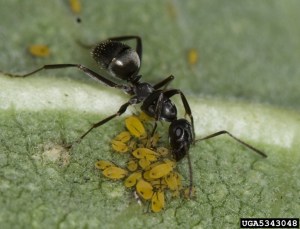 formica-ant-cdavid-cappaert