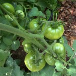green-tomatoes_tyndale-garden-colospgs-co_lah_2878