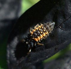 ladybug-larva_dbg-co_lah_2845