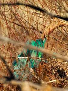 soda-bottle_fcnc-co_lah_5235a