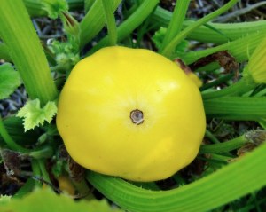 summer-squash-home-2008sept23-lah-251