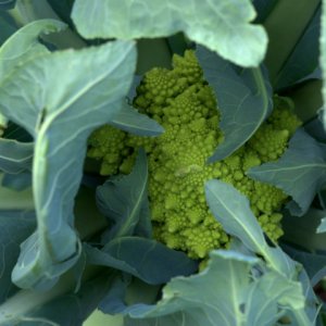 tyndale-garden-colospgs-co_lah_2848