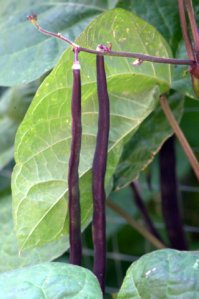 tyndale-garden-colospgs-co_lah_2861