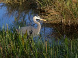 yellow-crowned-night-heron-evergladesnp-2007dec29-lah-002
