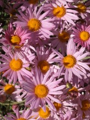 aster-novae-angliae-new-england-aster-etnaca-2006sept01-lah-005
