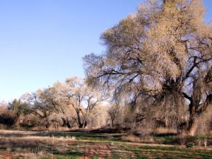 cornvilleaz-2009-03-19-lah-643