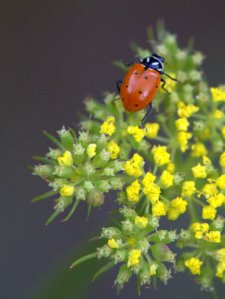 ladybug_emeraldvalleyco_20090630_lah_5527