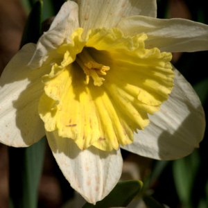 narcissus-hyb-daffodils_hudsongardens-littletonco_20100406_lah_1545