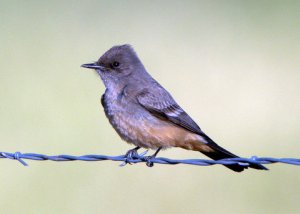 says-phoebe_cornville-az_lah_5571