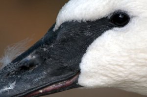 trumpeter-swan_denverzoo_lah_1581