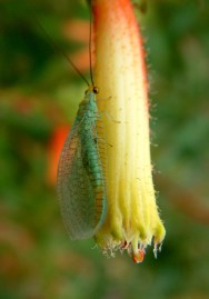 lacewing-on-cuphea-micropetala-cigar-plant-sanantoniobg-2003nov30-lah-001