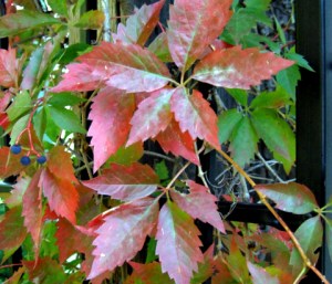 parthenocissus-quinquefolia-virginia-creeper-idahofalls-2007sept19-lah-101
