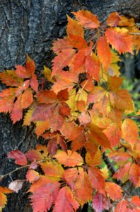 parthenocissus-quinquefolia_virginia-creeper_fcnc-co_lah_3565