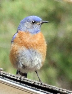 western-bluebird-home-2008jun05-lah-010